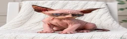 Sphynx cats for sale: Tics registered sphynx kittens  - Advert 2