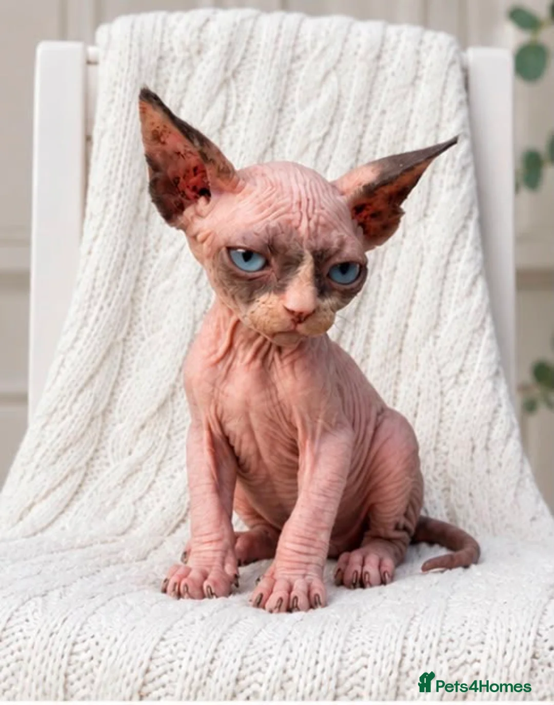 Sphynx cats for sale: Tics registered sphynx kittens  - Advert 2