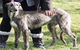 Mixed Breed dogs for sale: English Deerhound Puppies - Image 1