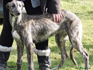 Mixed Breed dogs for sale - Advert 1