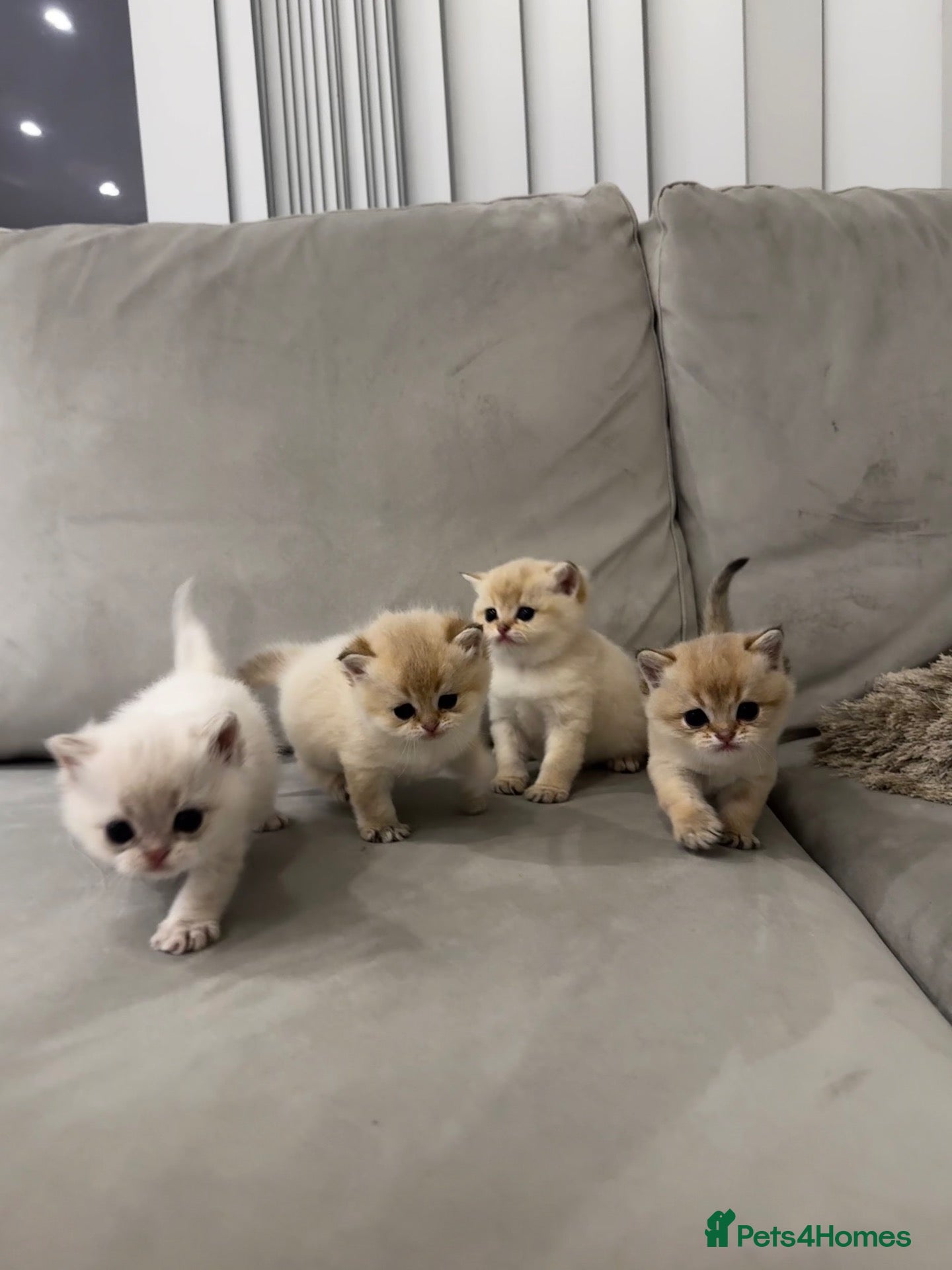 British Shorthair cats for sale:  British Golden Shorthair TikTok-sushikardi - Advert 1