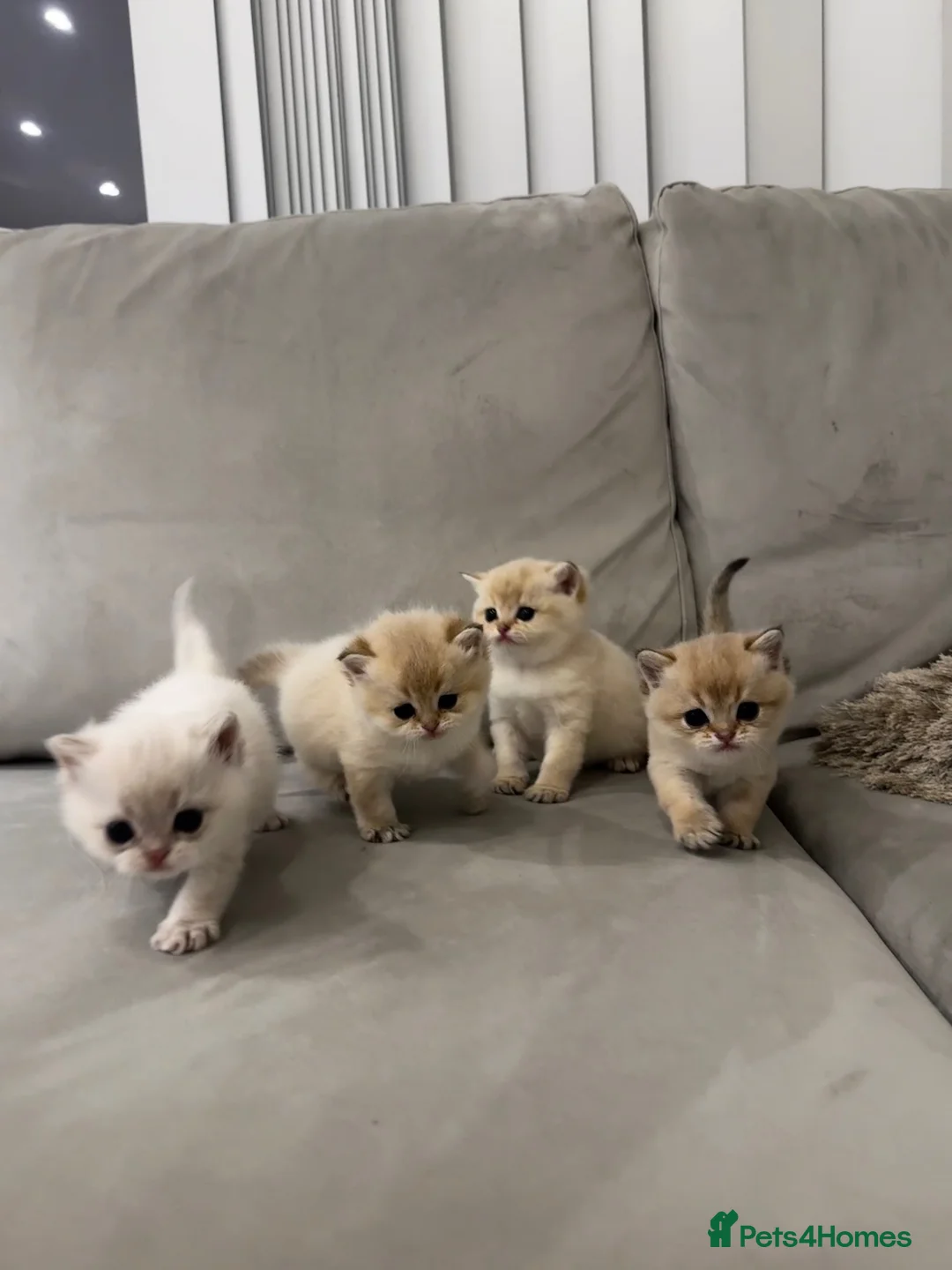 British Shorthair cats for sale:  British Golden Shorthair TikTok-sushikardi in London - Advert 1