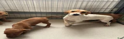 Jackapoo dogs for sale: Jackapoo Puppies Ready Now - Advert 15