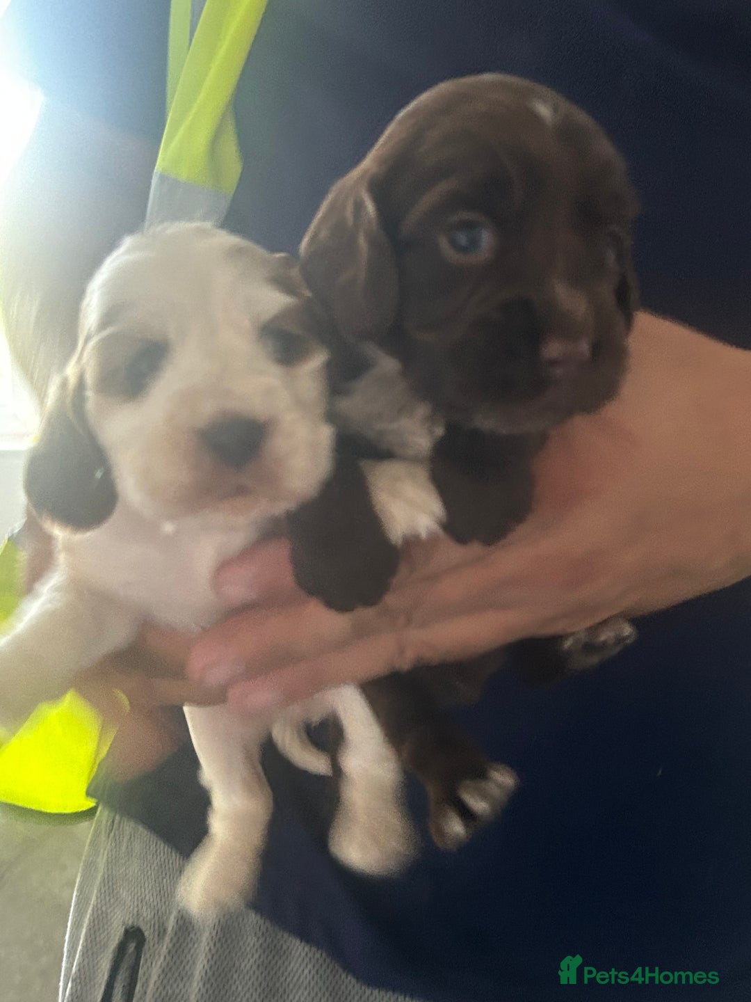 Cocker Spaniel dogs for sale: 🔥 rare coloured show type cocker spaniels  - Image 9