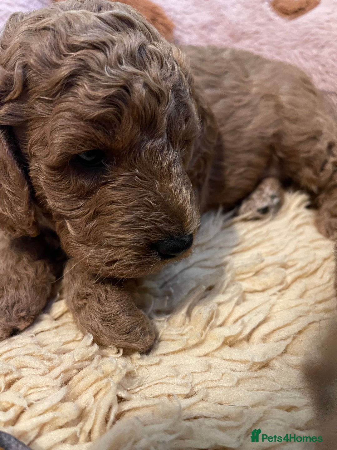 Cockapoo dogs for sale: Adorable cockapoo puppies for sale - Advert 2