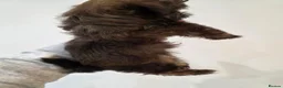 Shih Tzu dogs for sale: 6 mixed shitzu puppies  in Bridgend - Advert 8