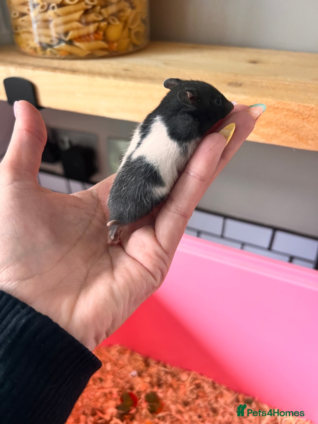 Hamster rodents for sale: Baby Syrian hamsters - Image 9