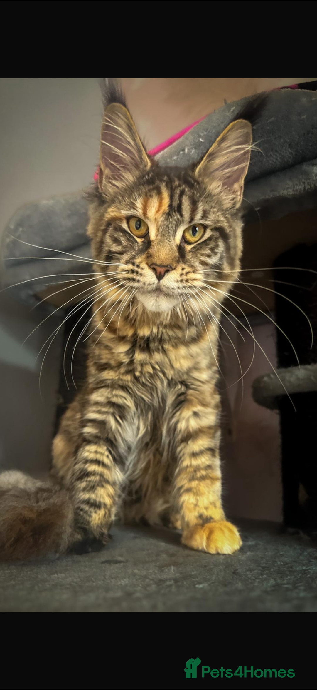 Maine Coon cats for sale: Full breed gorgeous Mainecoon female 2 years old - Advert 3