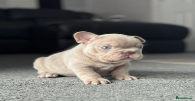 French Bulldog dogs - Advert 3