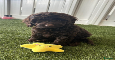 Cockapoo dogs - Advert 10