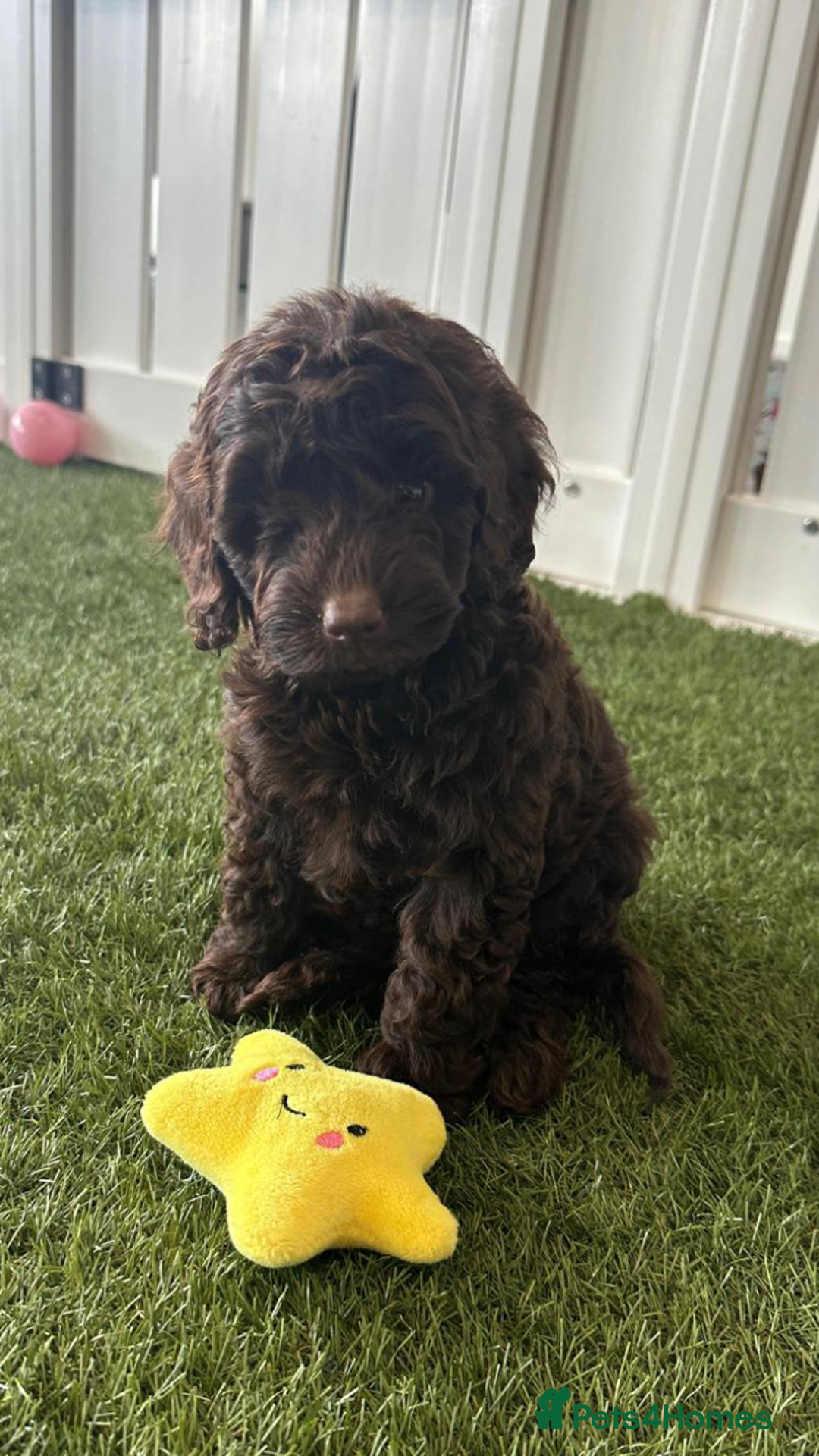 Cockapoo dogs for sale: Beautiful Health clear Cockapoos - Image 2