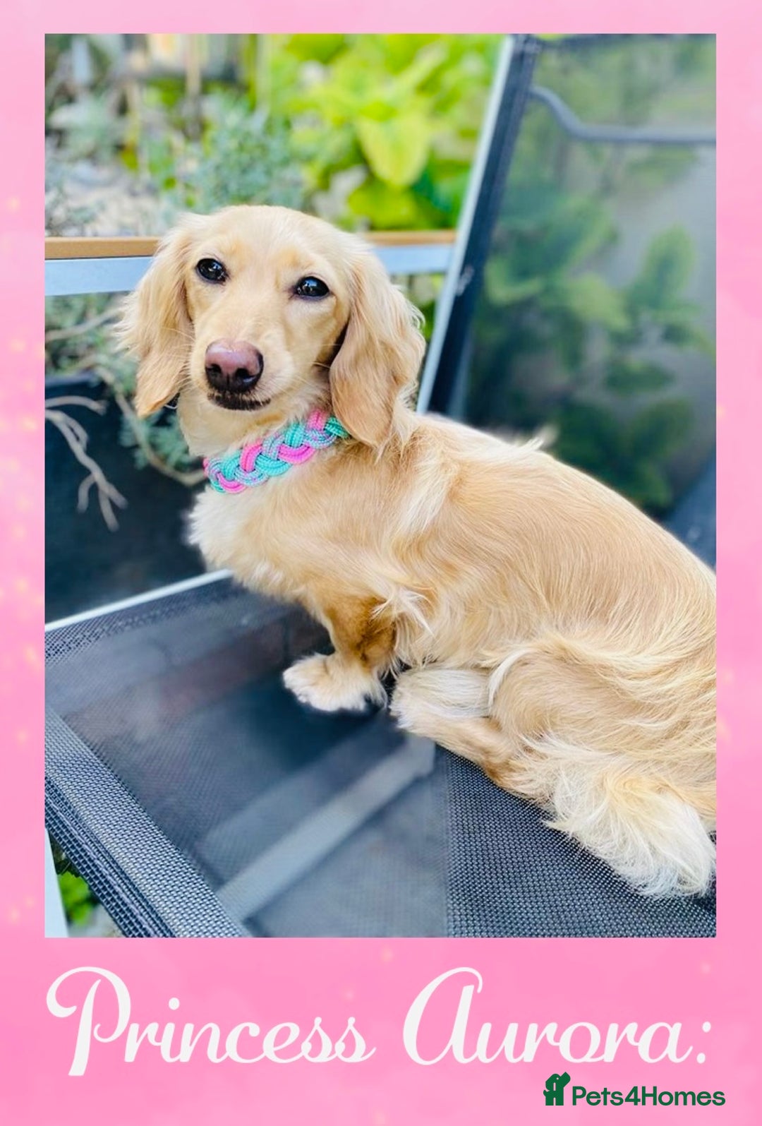 Miniature Dachshund dogs for sale: Creams  -5 Star Breeder ⭐️⭐️⭐️⭐️⭐️ - Advert 10