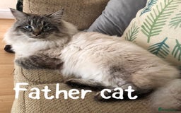 Siberian cats for sale: Stunning Siberian Kittens! - Image 18