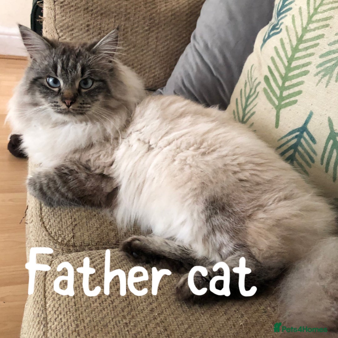 Siberian cats for sale: Stunning Siberian Kittens! - Image 18