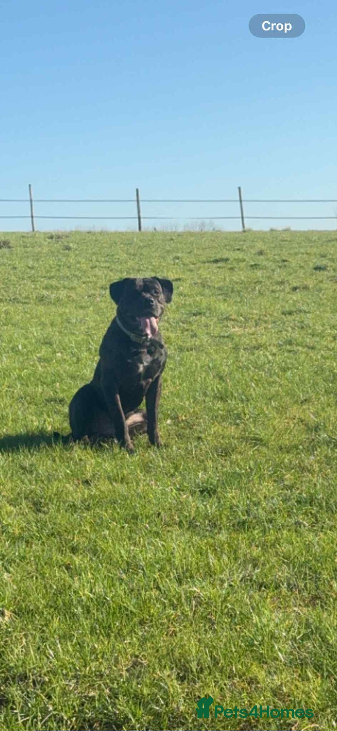 Cane Corso dogs for stud: For stud - Image 1