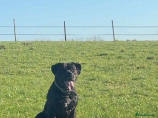 Cane Corso dogs - Advert 22