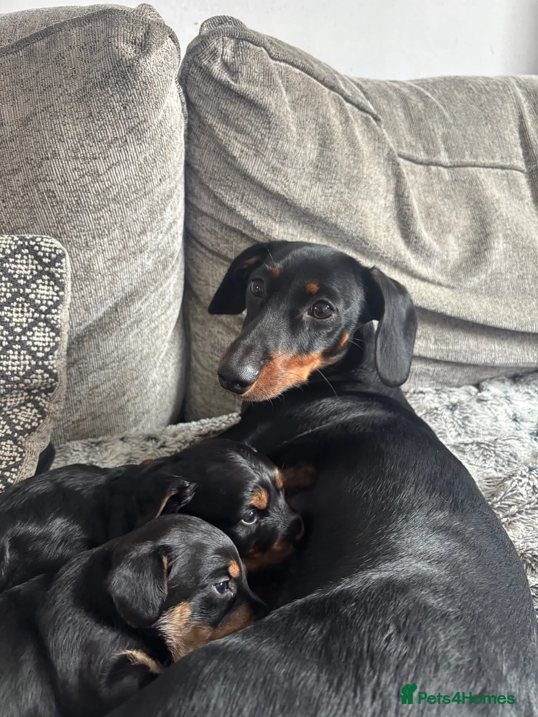 Mixed Breed dogs for sale: Two dorkie puppies for sale  in London - Advert 1