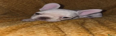 French Bulldog 4