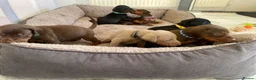 Dobermann dogs for sale: dobermann pinscher - Advert 10