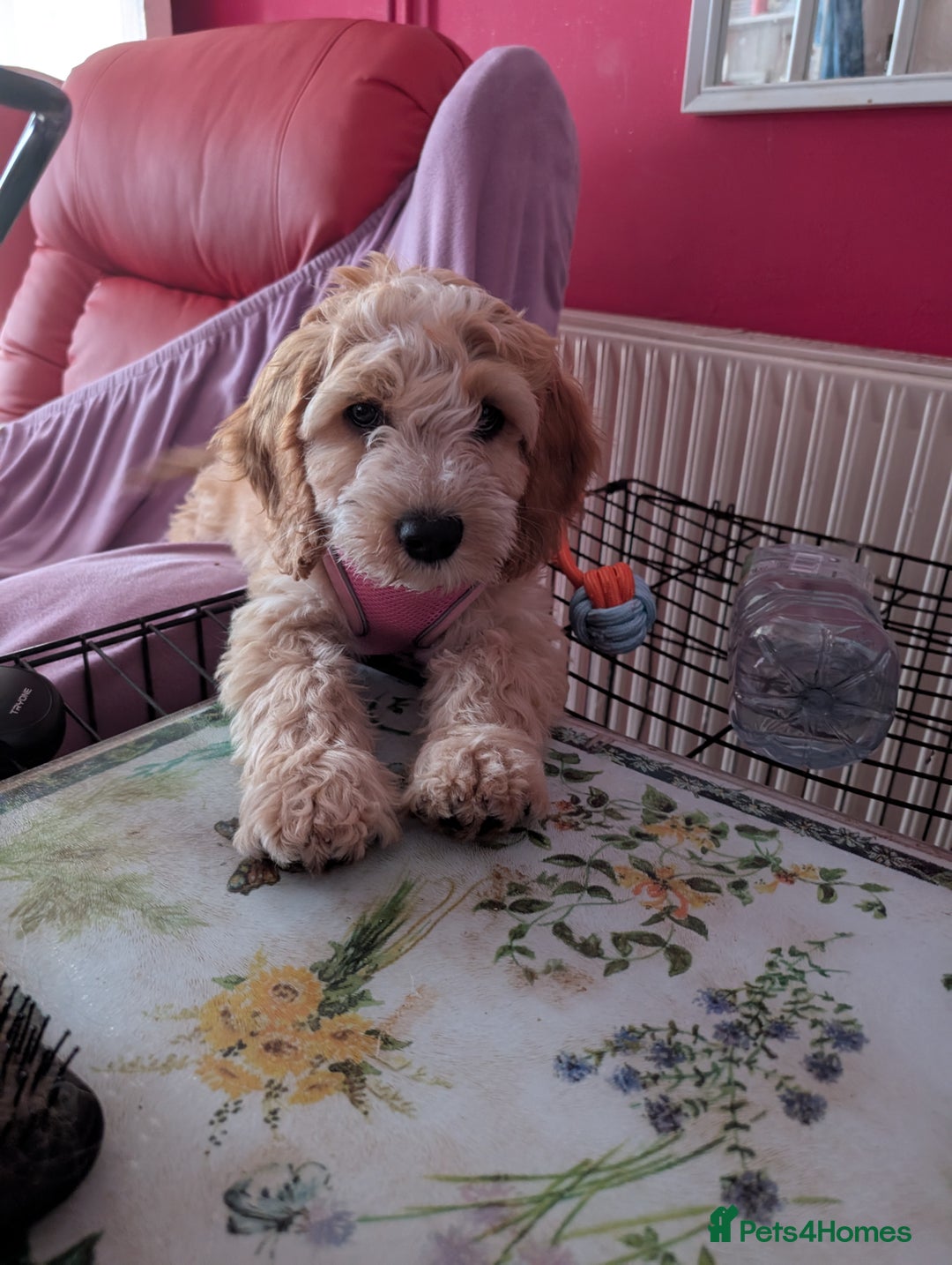 Cockapoo dogs for sale: Lovely Rose - Image 3
