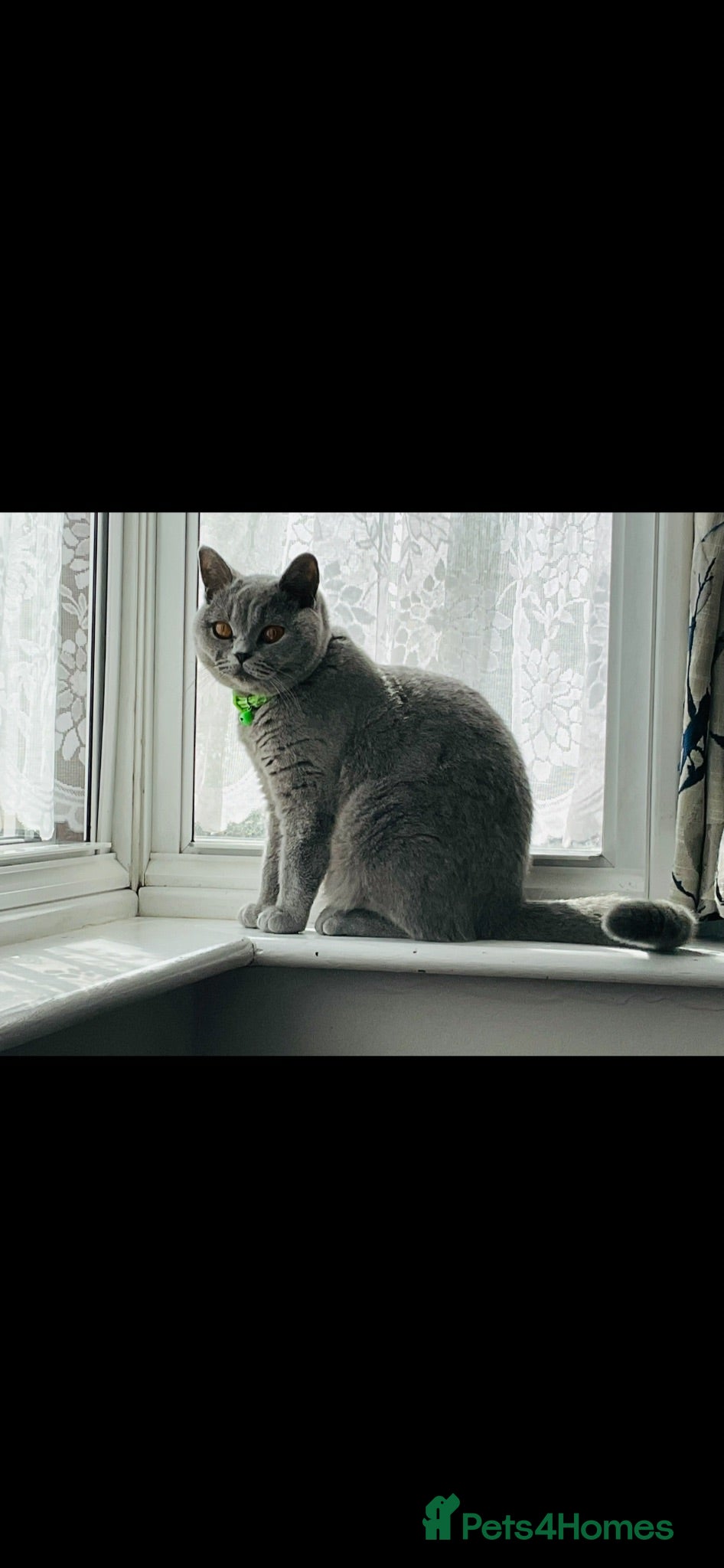 British Shorthair cats British short hair - Advert 9