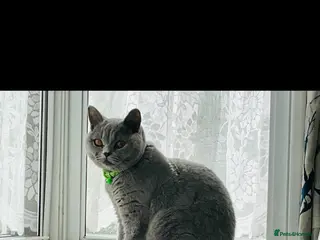 British Shorthair cats British short hair - Advert 1