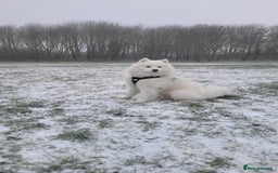 Samoyed dogs for stud: *KC*Beautiful Samoyed For Stud {PROVEN} in Walsall - Image 6