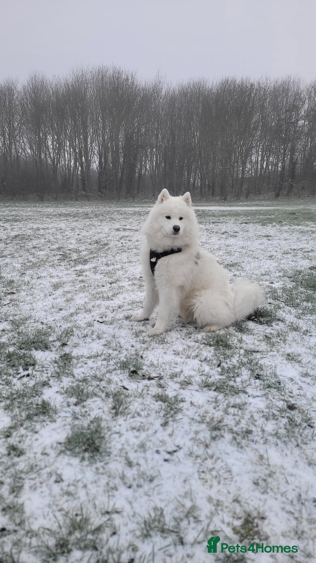 Samoyed dogs for stud: *KC*Beautiful Samoyed For Stud {PROVEN} in Walsall - Image 6