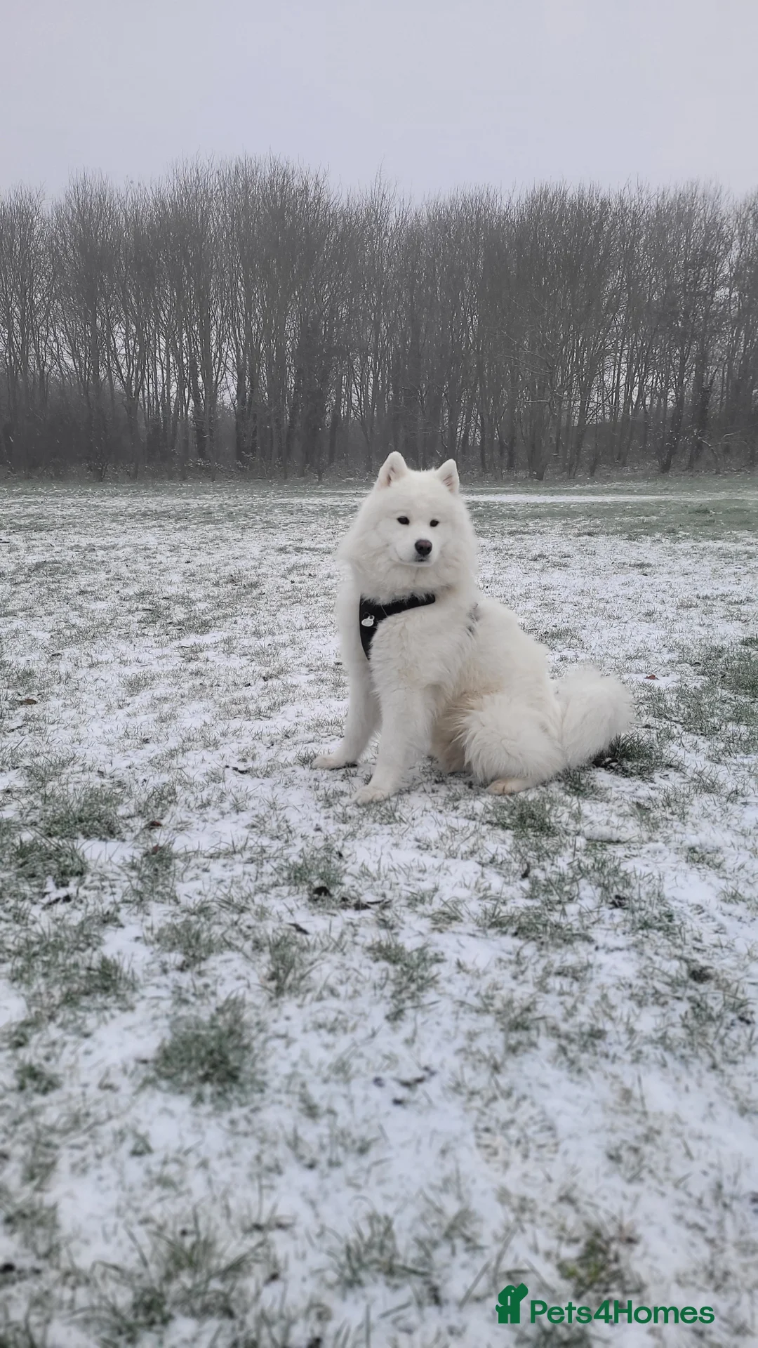 Samoyed dogs for stud: *KC*Beautiful Samoyed For Stud {PROVEN} in Walsall - Advert 6