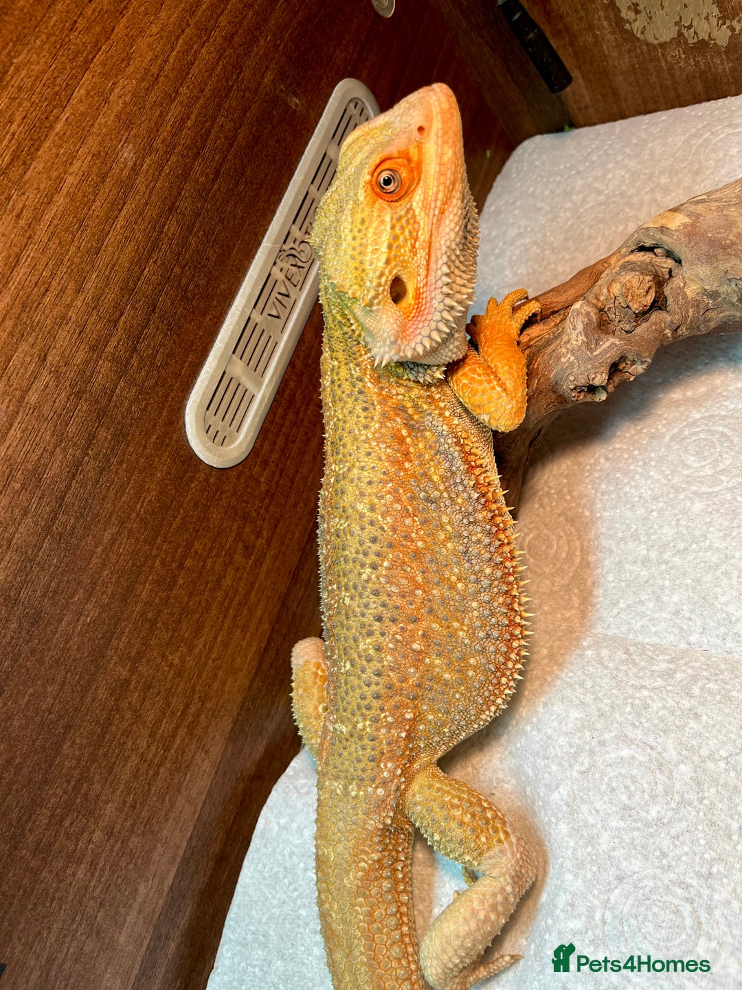 Bearded Dragon reptiles for sale: Hypo dunner blue male bearded dragon - Image 4