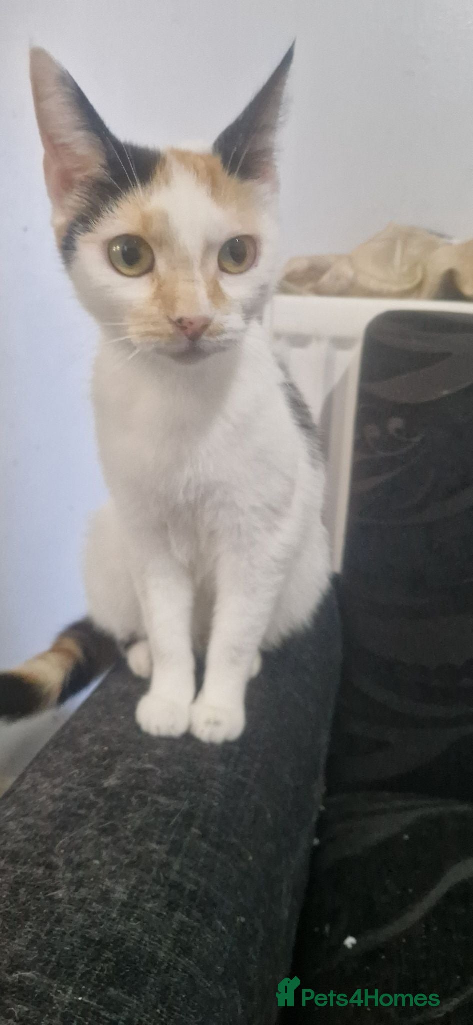 Domestic Shorthair cats Kittens for sale - Advert 2