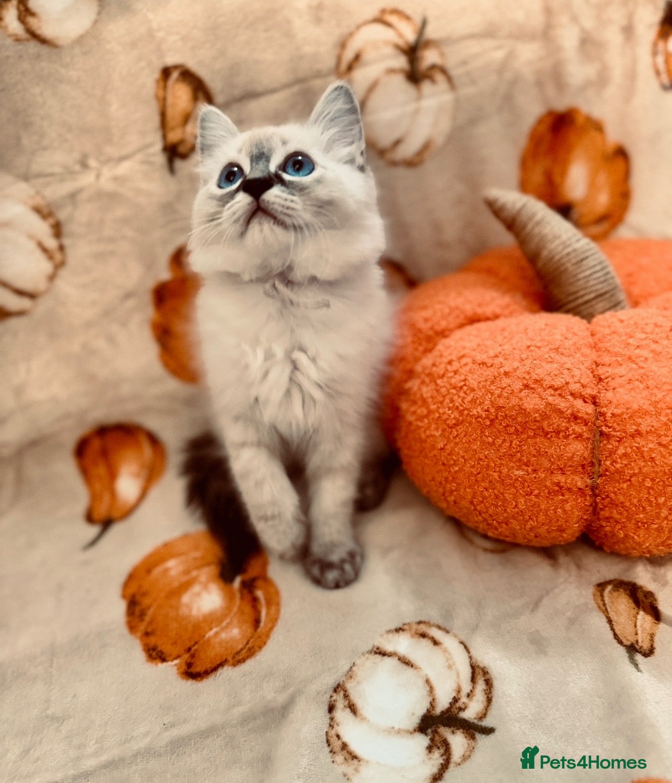 Ragdoll cats 💫 Exquisite Pedigree Female Ragdoll  - Advert 1