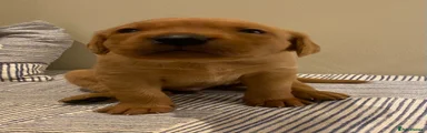Labrador Retriever 1