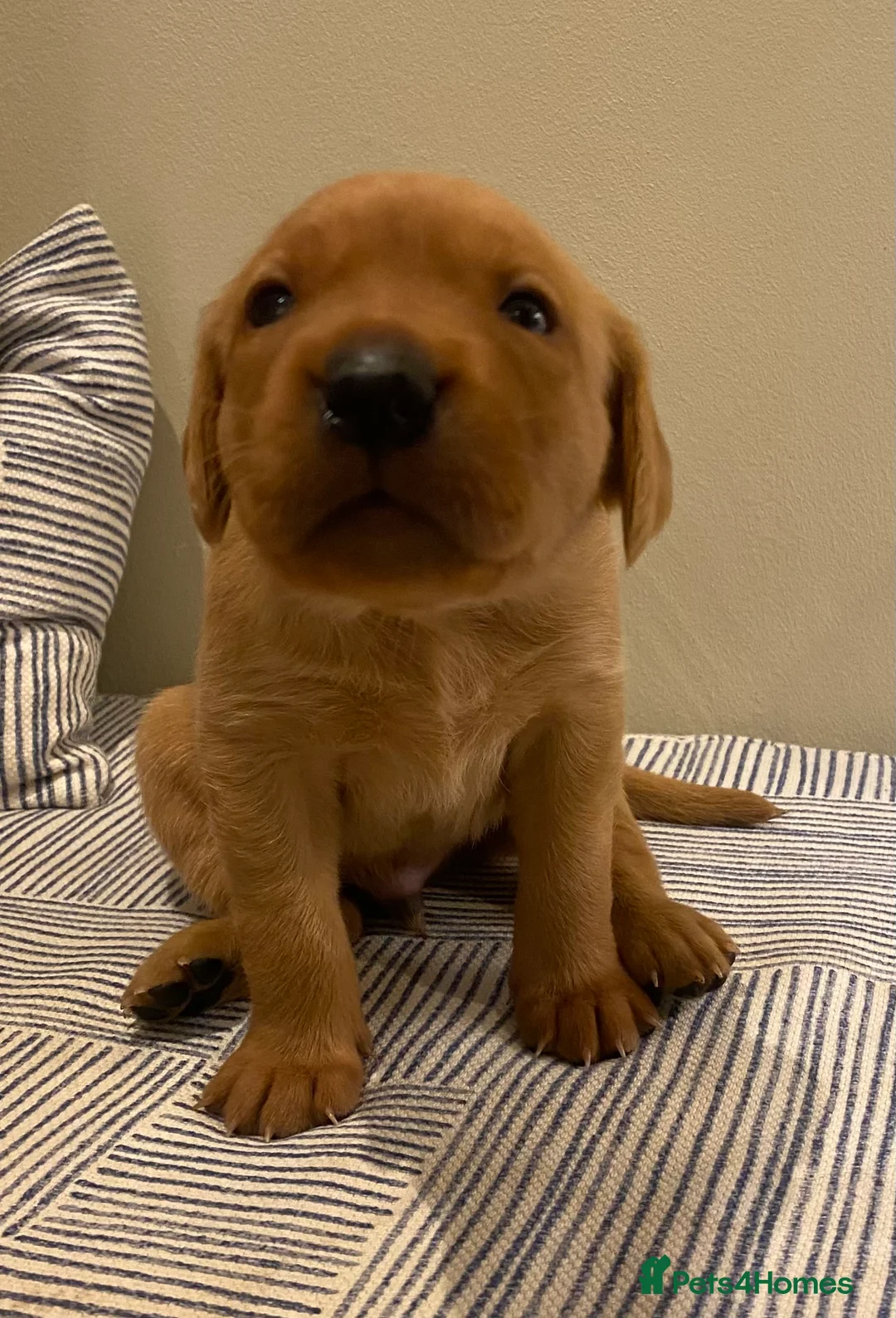 Labrador Retriever dogs for sale: Stunning KC Registered Working Labrador Puppies   in Daventry - Advert 9