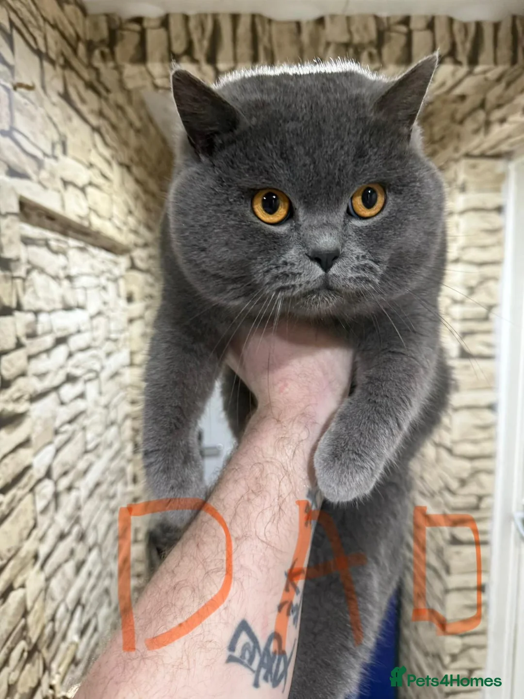 British Shorthair cats for sale: British shorthair - Advert 18
