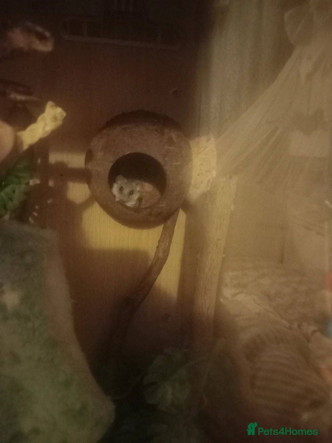 Mouse rodents for sale: 3 African pygmy dormice (Micro squirrels) in Tenbury Wells - Advert 3