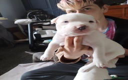 American Bulldog dogs for sale: 4 gorgous pups - Image 8