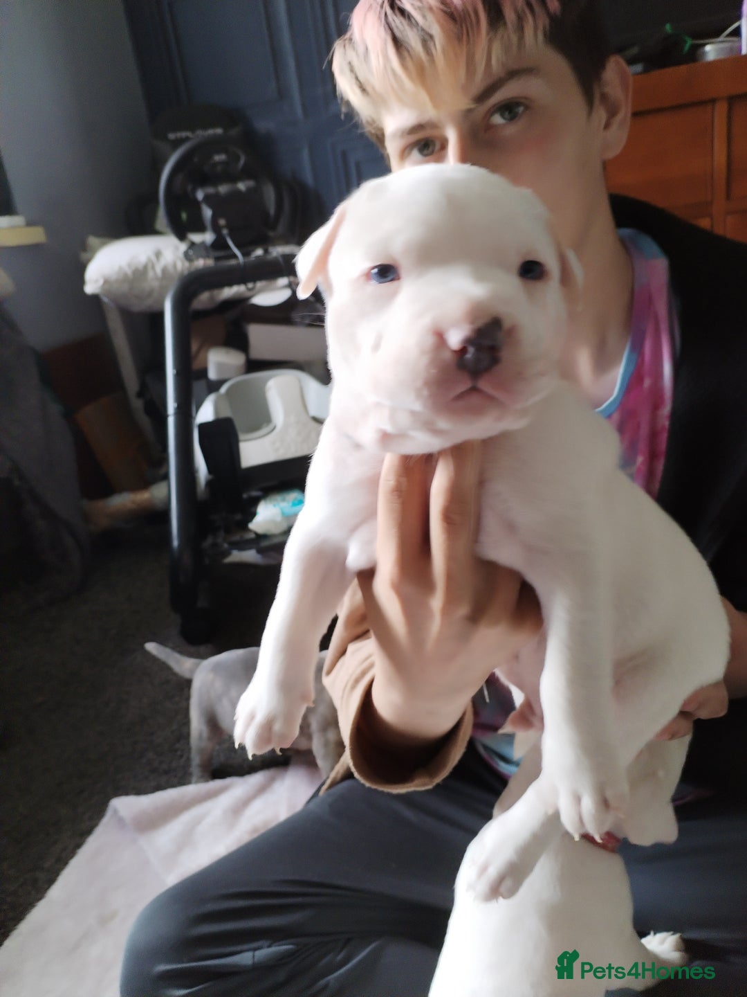 American Bulldog dogs for sale: 4 gorgous pups - Image 8