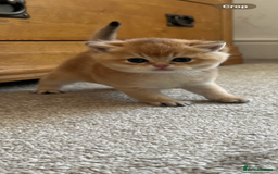 British Shorthair cats for sale: Gccf NY12 kittens world champion lines - Advert 7