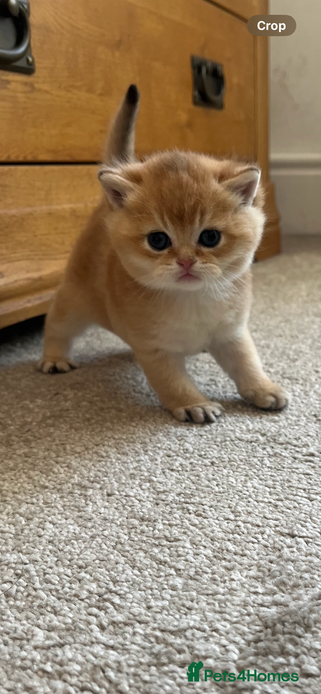 British Shorthair cats for sale: Gccf NY12 kittens world champion lines - Advert 7