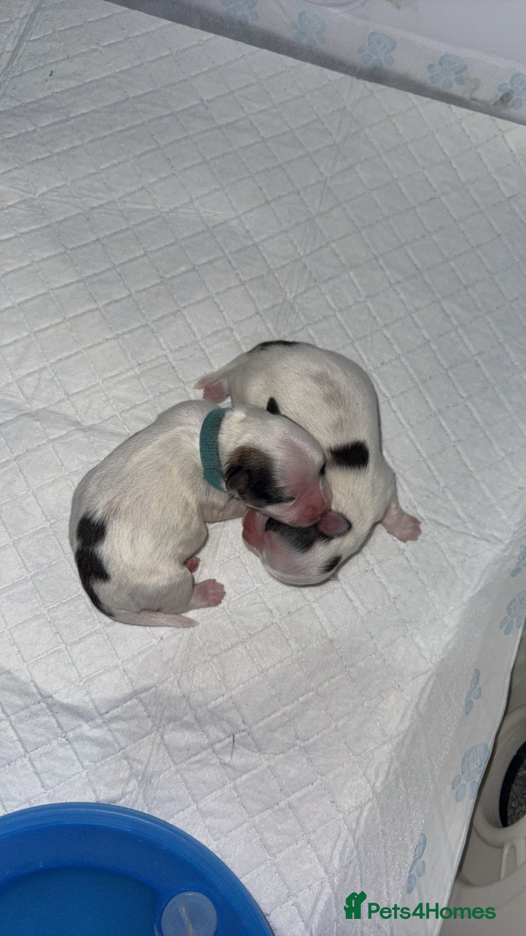 Shih Tzu dogs for sale: Shih tzu puppies - Image 5