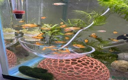 Platies fish for sale: Small platys for sale £1 each in Bromley - Image 13