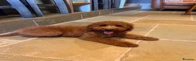 Irish Doodle Puppy 9