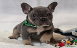 French Bulldog dogs for sale: TOP QUALITY KC REG FRENCHIES AVAILABLE  - Image 15