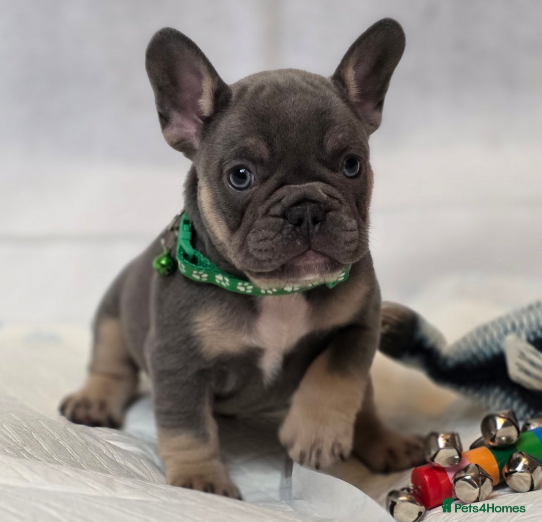 French Bulldog dogs for sale: TOP QUALITY KC REG FRENCHIES AVAILABLE  - Image 15