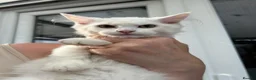 Maine Coon cats for sale: Maine coon cross boy kittens - Advert 10