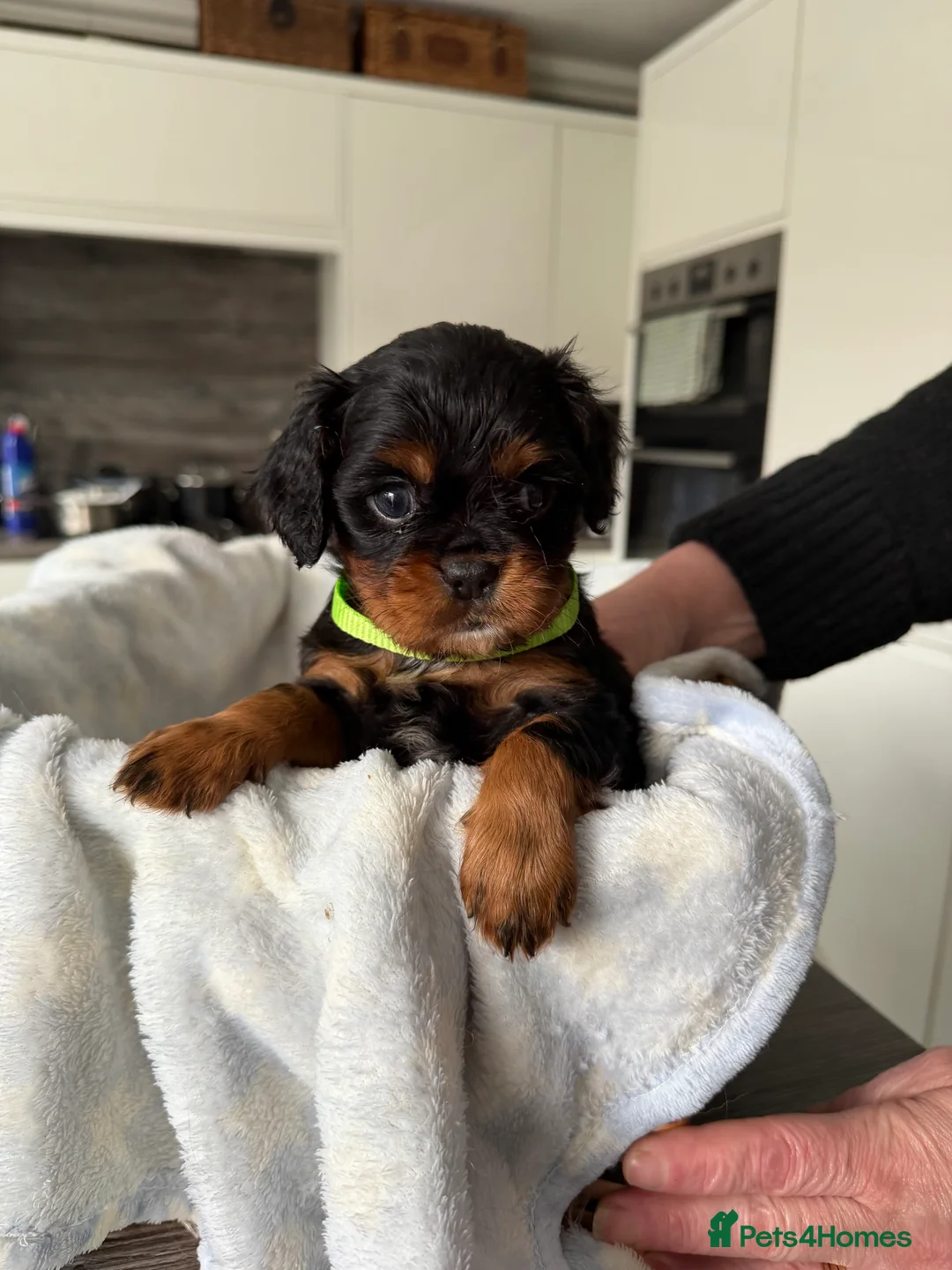 Cavalier King Charles Spaniel dogs for sale: Cavalier King Charles Spaniels Puppies for sale - Advert 10