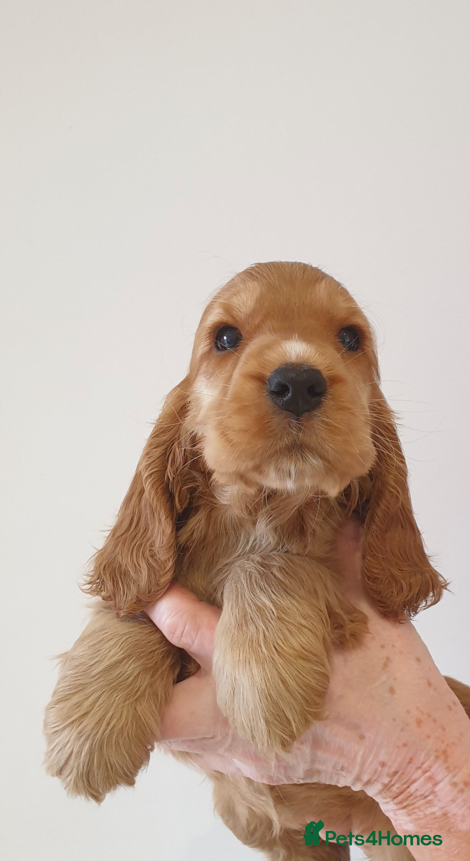Cocker Spaniel dogs Show line K.C Cocker Spaniel Puppies  - Advert 2