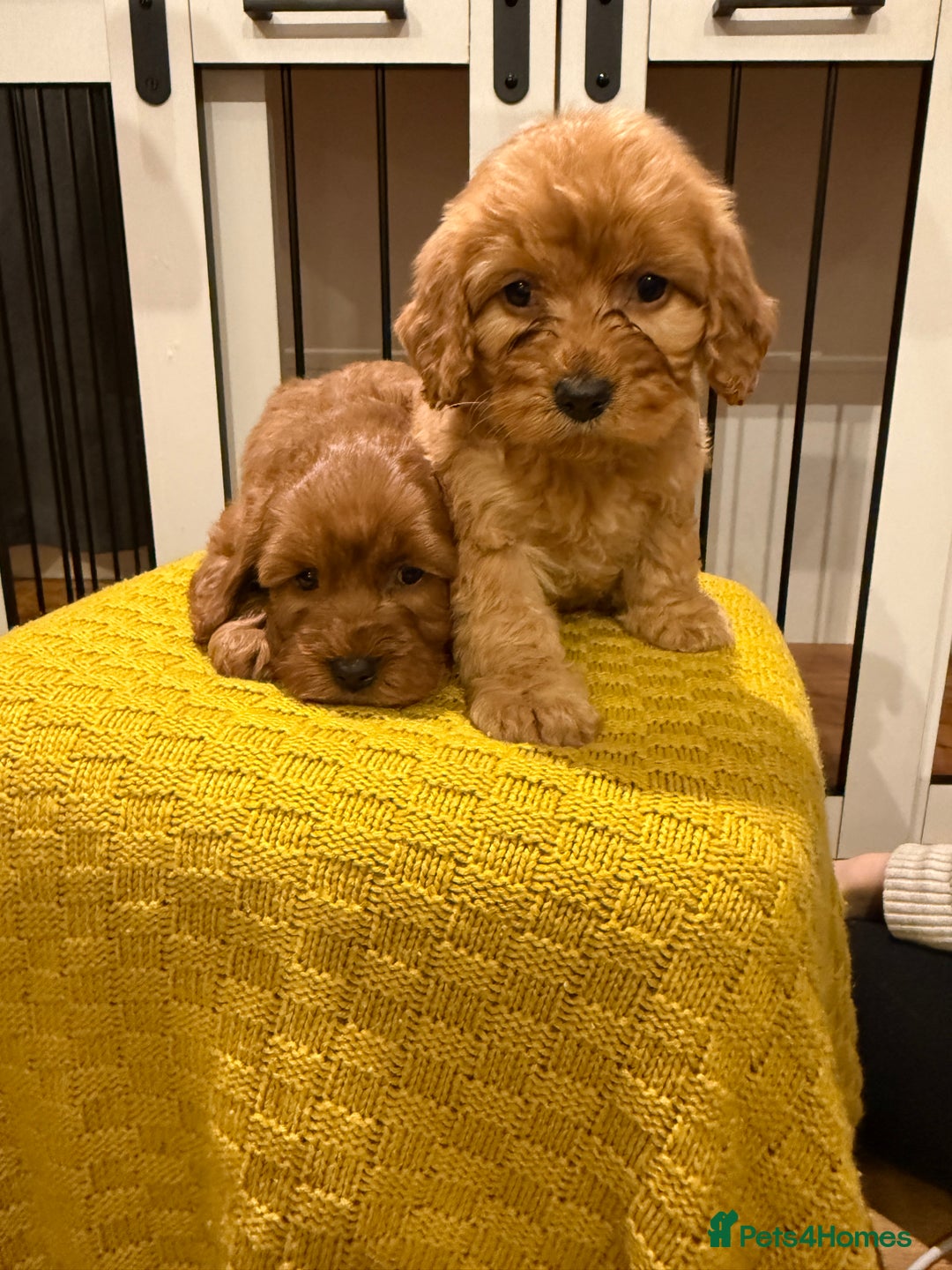 Cockapoo dogs for sale: 4 beautiful cockapoo puppies available  - Advert 9