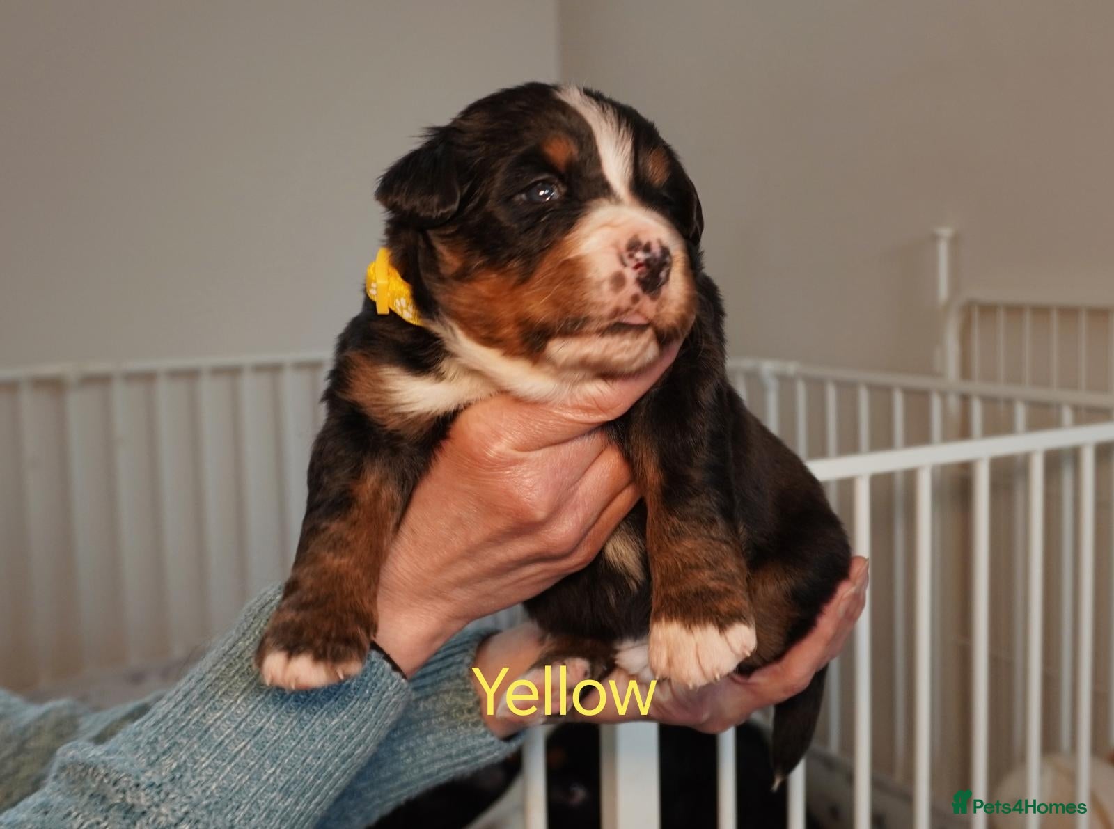 Bernese Mountain Dog dogs KC Registered Bernese Mountain Dog Puppies - Advert 1